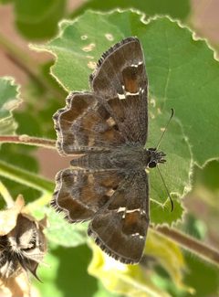 Systasea zampa 156141075 by Daniel McNair. Used under a CC BY 4.0 license.