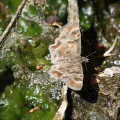 Systasea zampa 190793675 by Andrew Meeds. Used under a CC BY 4.0 license.
