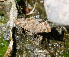 Systasea zampa 190793904 by Andrew Meeds. Used under a CC BY 4.0 license.