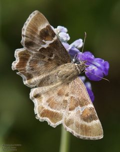 Systasea zampa 212930725 by John Rosford. Used under a CC BY 4.0 license.
