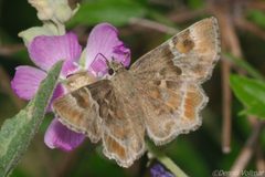 Systasea zampa 276465800 by dvollmar. Used under a CC BY 4.0 license.