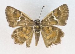 Systasea zampa 60031253 by Robb Hannawacker. Used under a CC0 license.