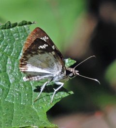 Xenophanes tryxus 102438182 by Hugo Hulsberg. Used under a CC0 license.
