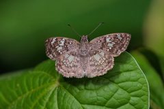 Xenophanes tryxus 328984196 by Thomaz de Carvalho Callado. Used under a CC BY 4.0 license.