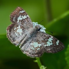 Xenophanes tryxus 349078444 by Ken-ichi Ueda. Used under a CC BY 4.0 license.