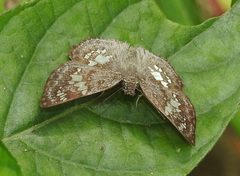 Xenophanes tryxus 57198056 by desertnaturalist. Used under a CC BY 4.0 license.