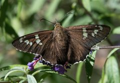 Apyrrothrix araxes 10057622 by Don Loarie. Used under a CC BY 4.0 license.