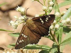 Apyrrothrix araxes 10701807 by Sam Kieschnick. Used under a CC BY 4.0 license.