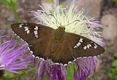 Apyrrothrix araxes 3048136 by Nick Block. Used under a CC BY 4.0 license.