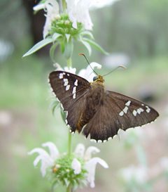 Apyrrothrix araxes 31540833 by Gordon C. Snelling. Used under a CC BY 4.0 license.