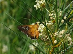 Apyrrothrix araxes 60194882 by Julia Wittmann. Used under a CC BY 4.0 license.