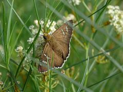 Apyrrothrix araxes 60195000 by Julia Wittmann. Used under a CC BY 4.0 license.