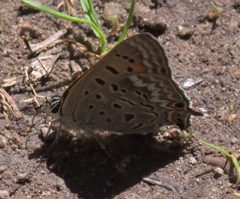 Lycaena arota P1290368a by 
xpda. Used under a CC BY-SA 4.0 license.
