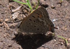 Lycaena arota P1290369b by 
xpda. Used under a CC BY-SA 4.0 license.