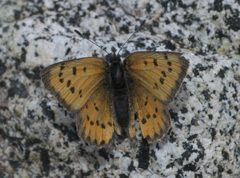 Lycaena cupreus P1480539a by
xpda. Used under a CC BY-SA 4.0 license.