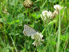 Gray copper butterfly insect lycaenidae dione by U.S. Fish and Wildlife Service. Used under a Public domain license.