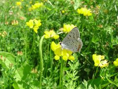 Lycaena dione by U.S. Fish and Wildlife Service. Used under a Public domain license.