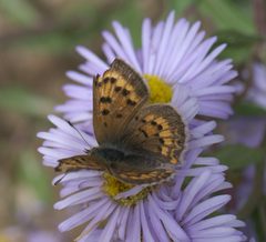 Lycaena dorcas sangremar P1220762a by 
xpda. Used under a CC BY-SA 4.0 license.