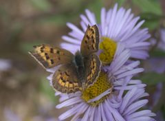 Lycaena dorcas sangremar P1220763a by 
xpda. Used under a CC BY-SA 4.0 license.