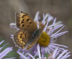 Lycaena dorcas sangremar P1220768a by 
xpda. Used under a CC BY-SA 4.0 license.
