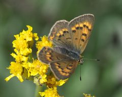 Lycaena dorcas sangremar P1480119a by 
xpda. Used under a CC BY-SA 4.0 license.