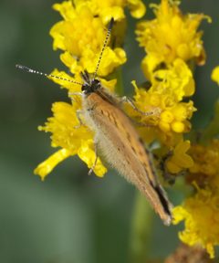 Lycaena dorcas sangremar P1480121a by 
xpda. Used under a CC BY-SA 4.0 license.