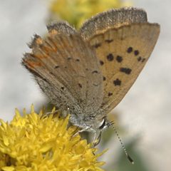 Lycaena helloides female by JerryFriedman. Used under a CC BY-SA 3.0 license.