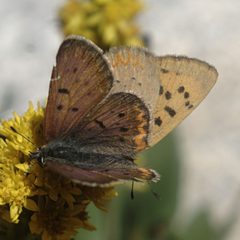 Lycaena helloides pair by JerryFriedman. Used under a CC BY-SA 3.0 license.