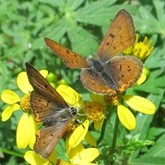 Lycaena dorcas on packera sanguisorboides by Jerry Friedman. Used under a CC BY-SA 2.0 license.