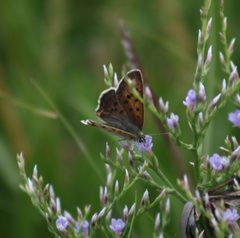 Lycaena dospassosi01 by A-P Drapeau Picard. Used under a CC0 license.