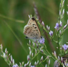 Lycaena dospassosi02 by A-P Drapeau Picard. Used under a CC0 license.
