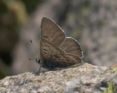 Lycaena editha P1250885a by 
xpda. Used under a CC BY-SA 4.0 license.