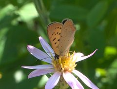 Lycaena helloides P1050481c by 
xpda. Used under a CC BY-SA 4.0 license.