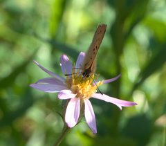 Lycaena helloides P1050482b by 
xpda. Used under a CC BY-SA 4.0 license.