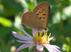 Lycaena helloides P1050483b by 
xpda. Used under a CC BY-SA 4.0 license.