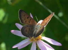 Lycaena helloides P1050489b by 
xpda. Used under a CC BY-SA 4.0 license.