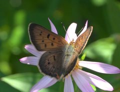 Lycaena helloides P1050491b by 
xpda. Used under a CC BY-SA 4.0 license.