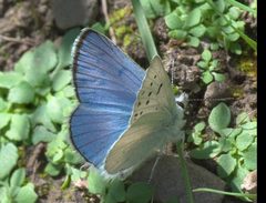 Lycaena heteronea P1230753a by 
xpda. Used under a CC BY-SA 4.0 license.