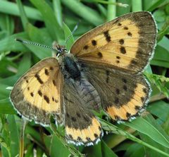 Lycaena hyllus f by Jacy Lucier. Used under a CC BY-SA 4.0 license.