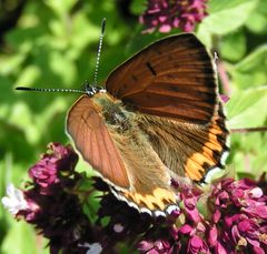 Lycaena hyllus m by Jacy Lucier. Used under a CC BY-SA 4.0 license.