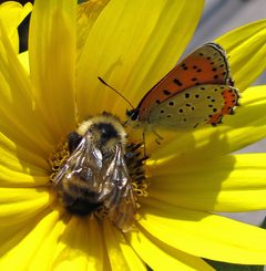 Lycaena hyllus sharing by Jacy Lucier. Used under a CC BY-SA 4.0 license.