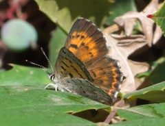 Lycaena mariposa P1060042a by 
xpda. Used under a CC BY-SA 4.0 license.