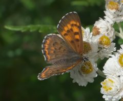 Lycaena mariposa P1060144a by 
xpda. Used under a CC BY-SA 4.0 license.