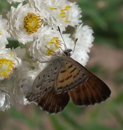 Lycaena mariposa P1060313a by 
xpda. Used under a CC BY-SA 4.0 license.