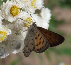 Lycaena mariposa P1060315a by 
xpda. Used under a CC BY-SA 4.0 license.