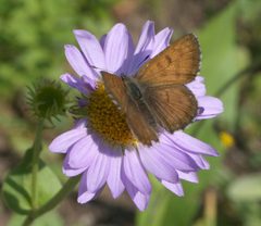 Lycaena mariposa P1250938a by 
xpda. Used under a CC BY-SA 4.0 license.