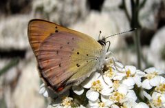 Butterfly in Siera by Brocken Inaglory. Used under a CC BY-SA 3.0 license.