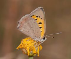 84 Lycaena phlaeas by Anna N Chapman. Used under a CC0 license.