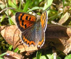 Lycaena.phlaeas by wikipedia. Used under a CC BY-SA 3.0 license.