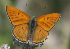 Lycaena rubidus P1470487a by 
xpda. Used under a CC BY-SA 4.0 license.